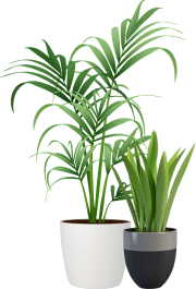 Kentia Palm Duo
