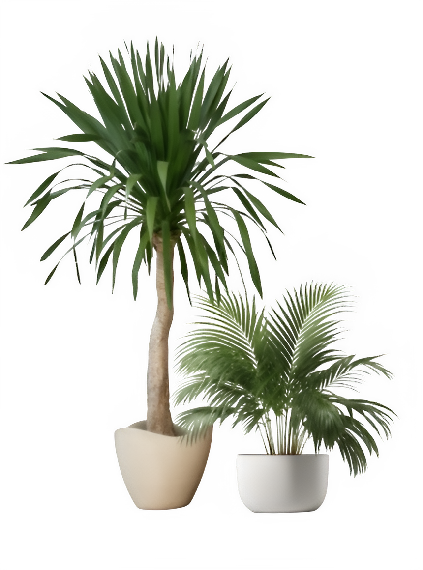 Dracaena & Palm Set