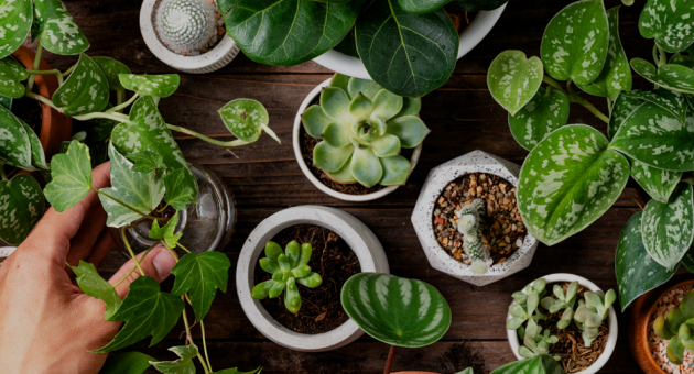 Potted plants on a table, seen from above