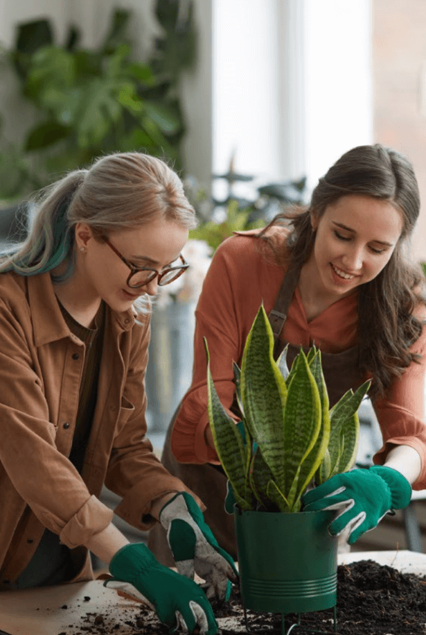 Two people repotting a snake plant