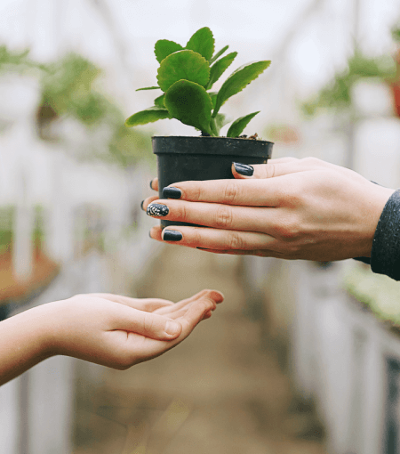 Hands passing a small potted plant