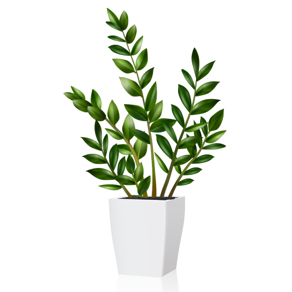 ZZ Plant (Zamioculcas)