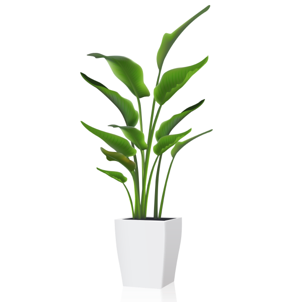 Bird of Paradise (Strelitzia)
