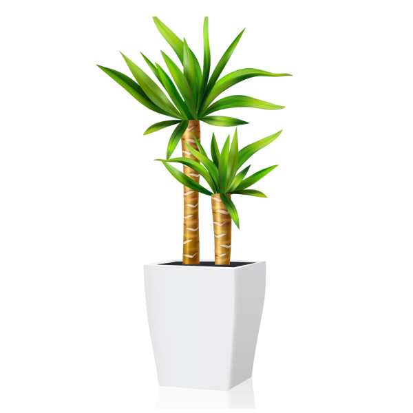 Yucca Elephantipes