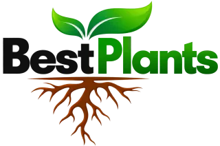 Best Plants AE
