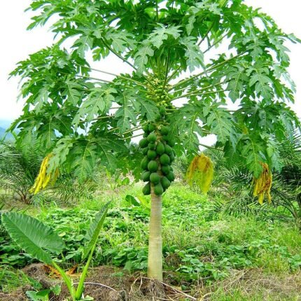 Papaya plants