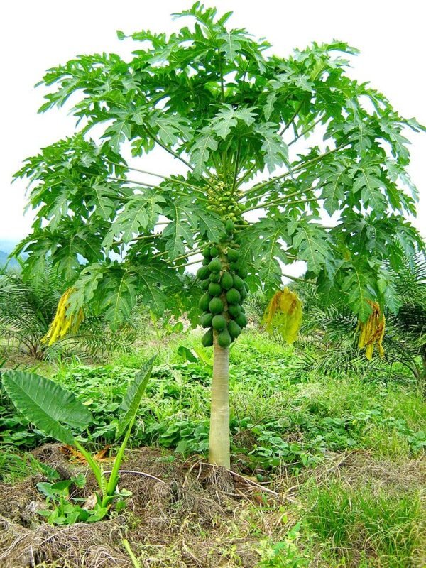 Papaya plants