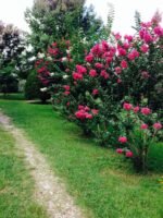 Crape Myrtle Lagerstroemia Indica