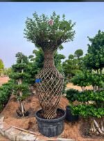 Crape Myrtle Lagerstroemia Indica Cage Shape