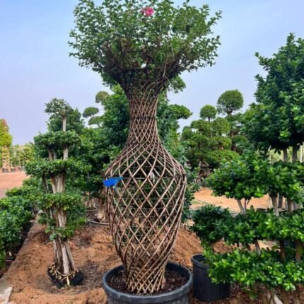 Crape Myrtle Lagerstroemia Indica Cage Shape