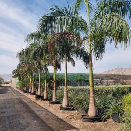 Royal Palm Tree-Buy cheap plants online Dubai