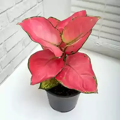 Aglaonema Pink Star 24CM Indoor Plant