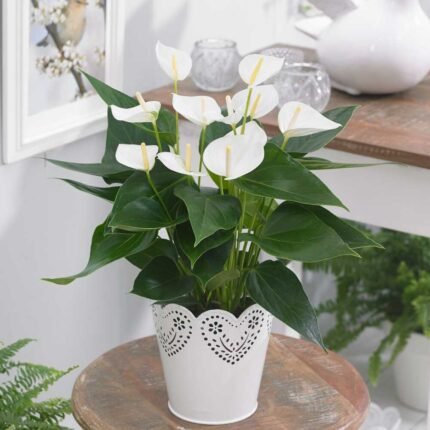 Anthurium White price in Dubai