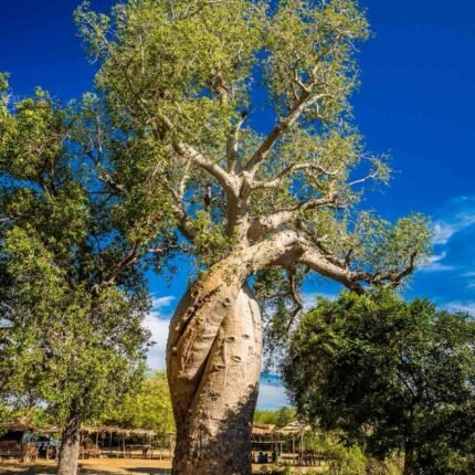 Baobab Tree (Adansonia)