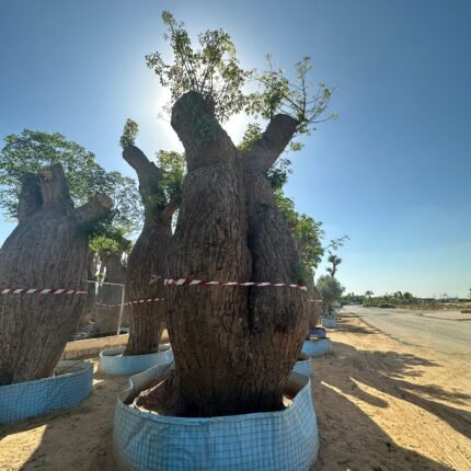 Baobab Tree (Adansonia)