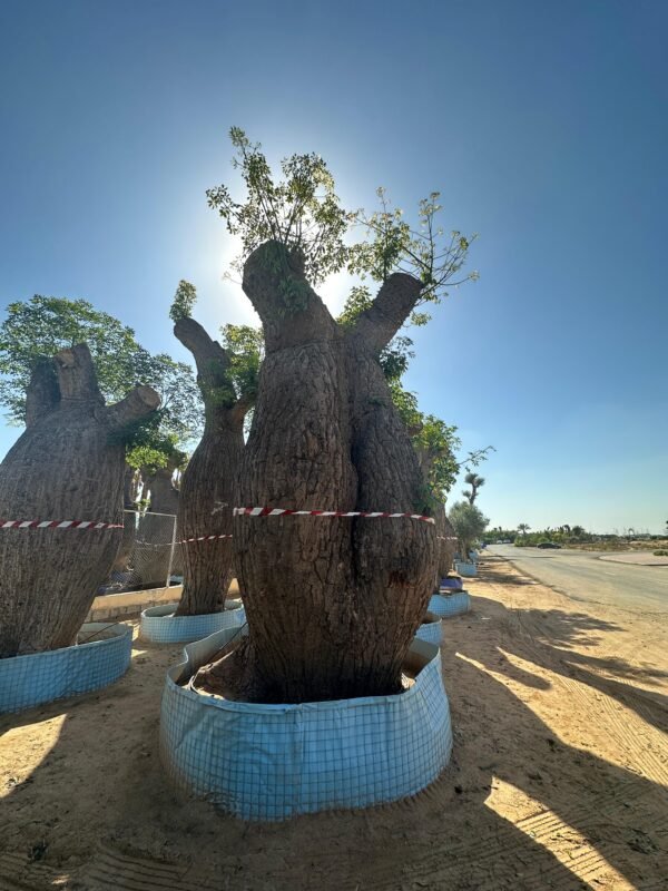 Baobab Tree (Adansonia)