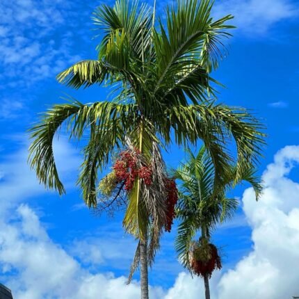 Carpentaria tacuminata Palm”