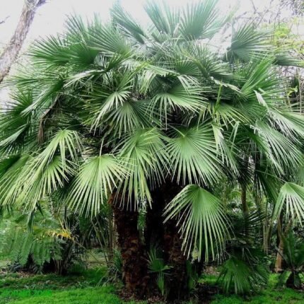 Chamaerops humilis “European Fan Palm” 1.5 – 2.0m