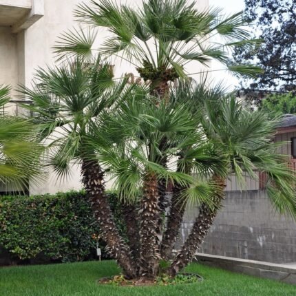 Chamaerops humilis “European Fan Palm” 1.5 – 2.0m