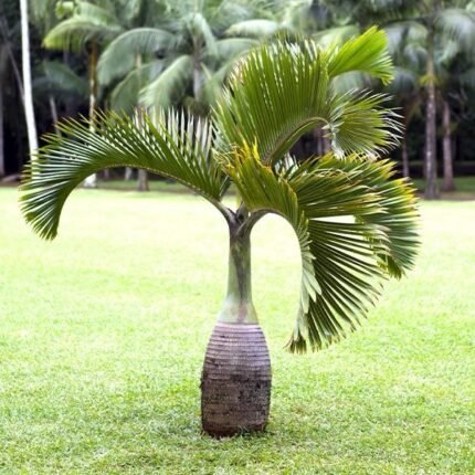 Hyophorbe lagenicaulis “Bottle Palm” (1.8 to 2.0m)