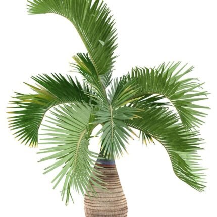 Hyophorbe lagenicaulis “Bottle Palm” (1.8 to 2.0m