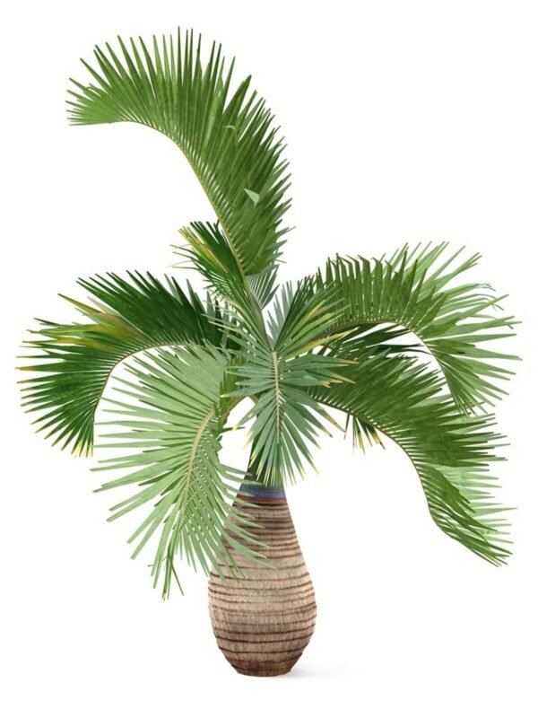 Hyophorbe lagenicaulis “Bottle Palm” (1.8 to 2.0m