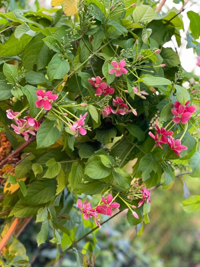 Quisqualis Indica | Rangoon Creeper