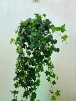 Hedera Helix