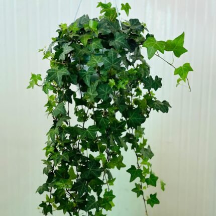 Hedera Helix