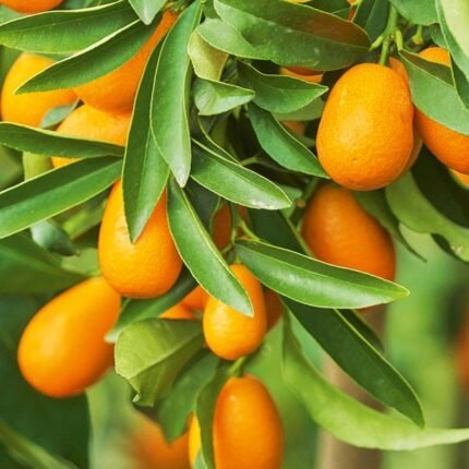 Kumquat Citrus Japonica