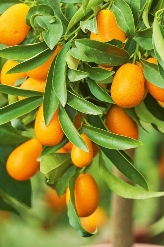 Kumquat Citrus Japonica