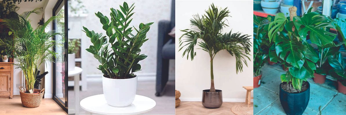 Indoor Plants Dubai-Best Plants