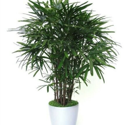 Lady Palm, Miniature Fan Palm