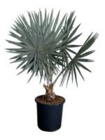 Palms Brahea armata “Mexican Blue Palm” 80 – 100cm