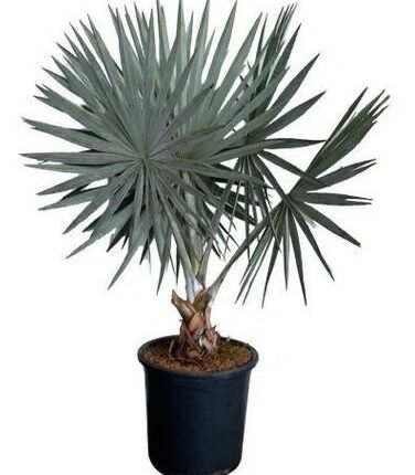 Palms Brahea armata “Mexican Blue Palm” 80 – 100cm