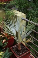 Palms Brahea armata “Mexican Blue Palm” 80 – 100cm