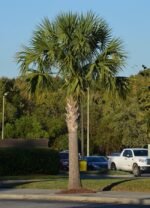 Sabal palmetto “Cabbage Palmetto, Sabal Palm