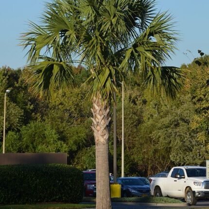 Sabal palmetto “Cabbage Palmetto, Sabal Palm