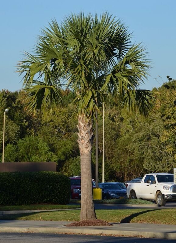 Sabal palmetto “Cabbage Palmetto, Sabal Palm