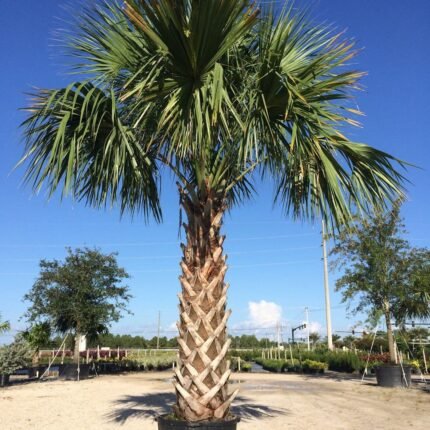 Sabal palmetto “Cabbage Palmetto, Sabal Palm