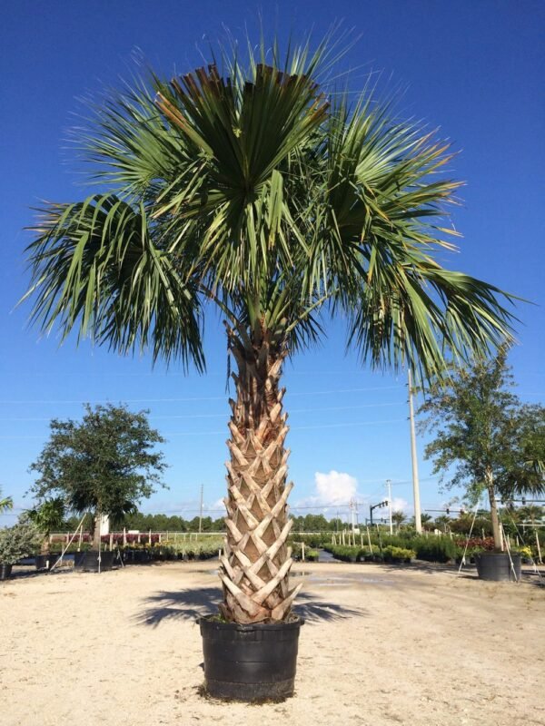 Sabal palmetto “Cabbage Palmetto, Sabal Palm