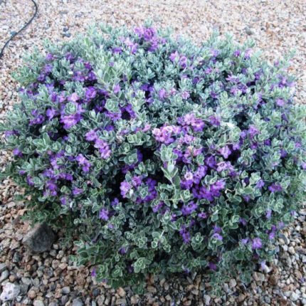 Texas silverleaf plant