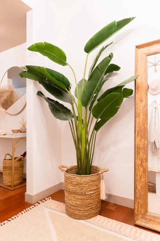 Traveller Palm-Air purifing plant for indoor