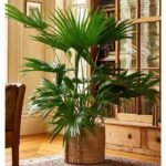 Livistona chinensis “Chinese Fan Palm or Fountain Palm”Height 90-100cm