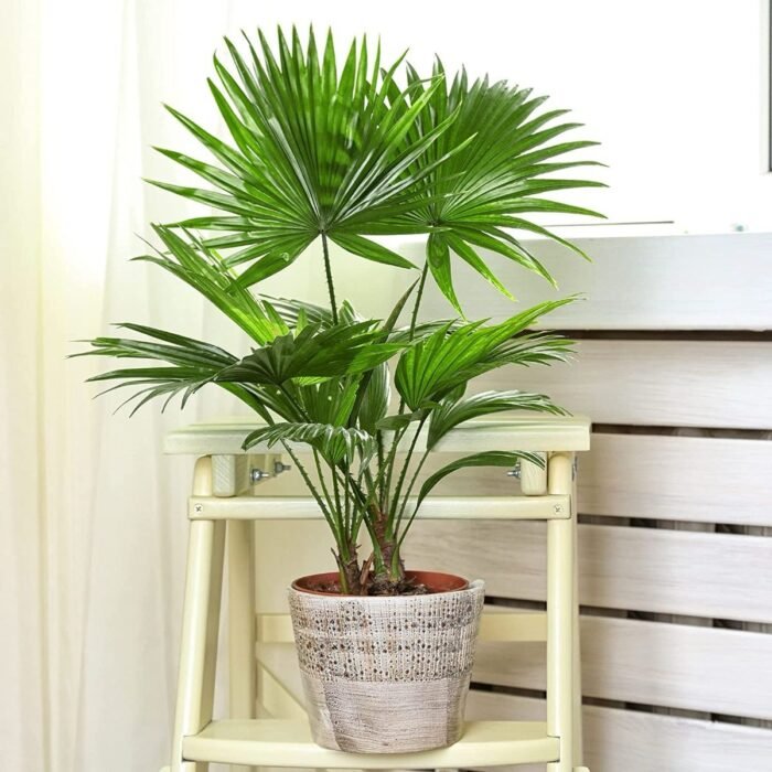 Livistona chinensis “Chinese Fan Palm or Fountain Palm”Height 90-100cm