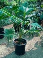 Livistona chinensis “Chinese Fan Palm or Fountain Palm”Height 90-100cm