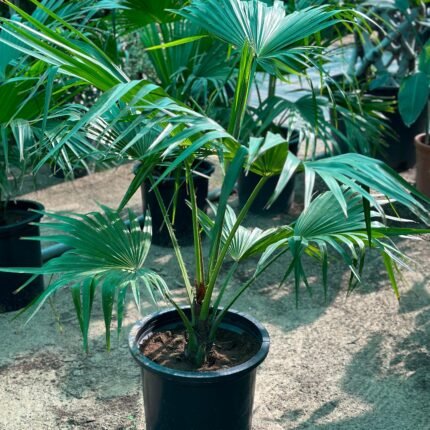 Livistona chinensis “Chinese Fan Palm or Fountain Palm”Height 90-100cm