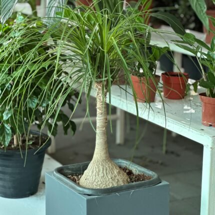 Beaucarnea recurvata ( Elephant-foot Tree )30-40cm