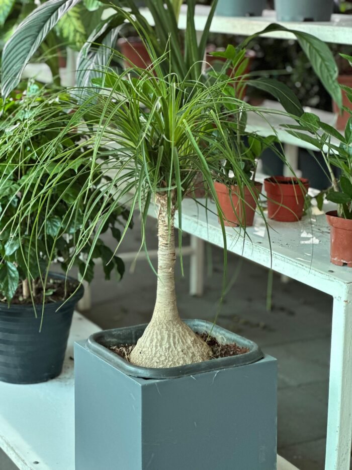 Beaucarnea recurvata ( Elephant-foot Tree )30-40cm