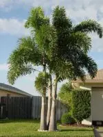 Wodyetia bifurcata “Foxtail Palm